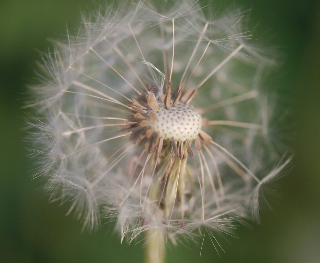 A dandelion seed head is ready to blow.