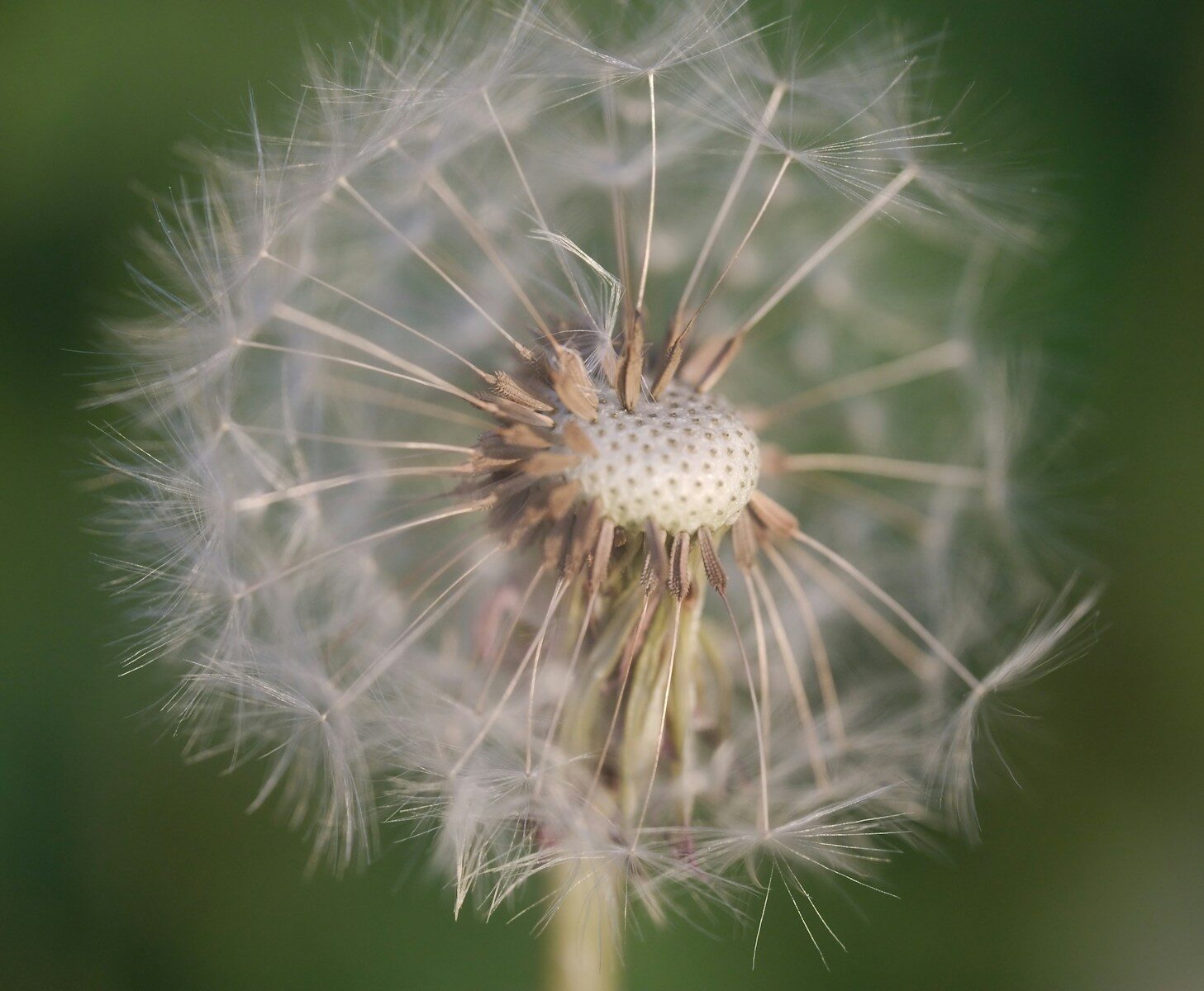 A dandelion seed head is ready to blow.